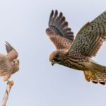 Eurasian Kestrel: A Comprehensive Guide