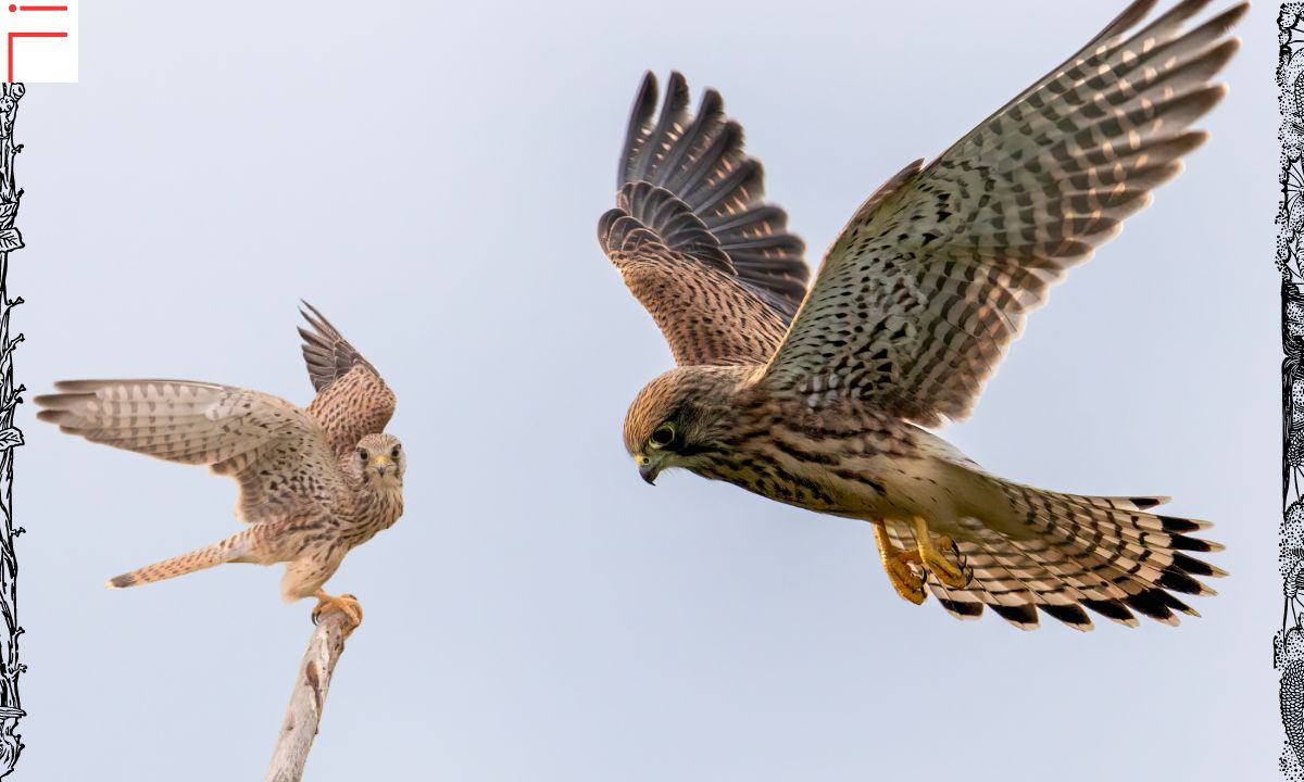 Eurasian Kestrel: A Comprehensive Guide