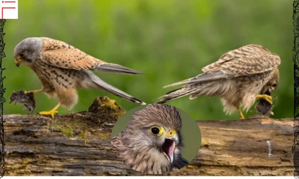 Eurasian Kestrel behavior