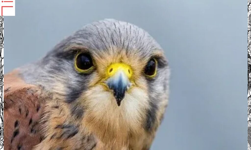 European Kestrel conservation status