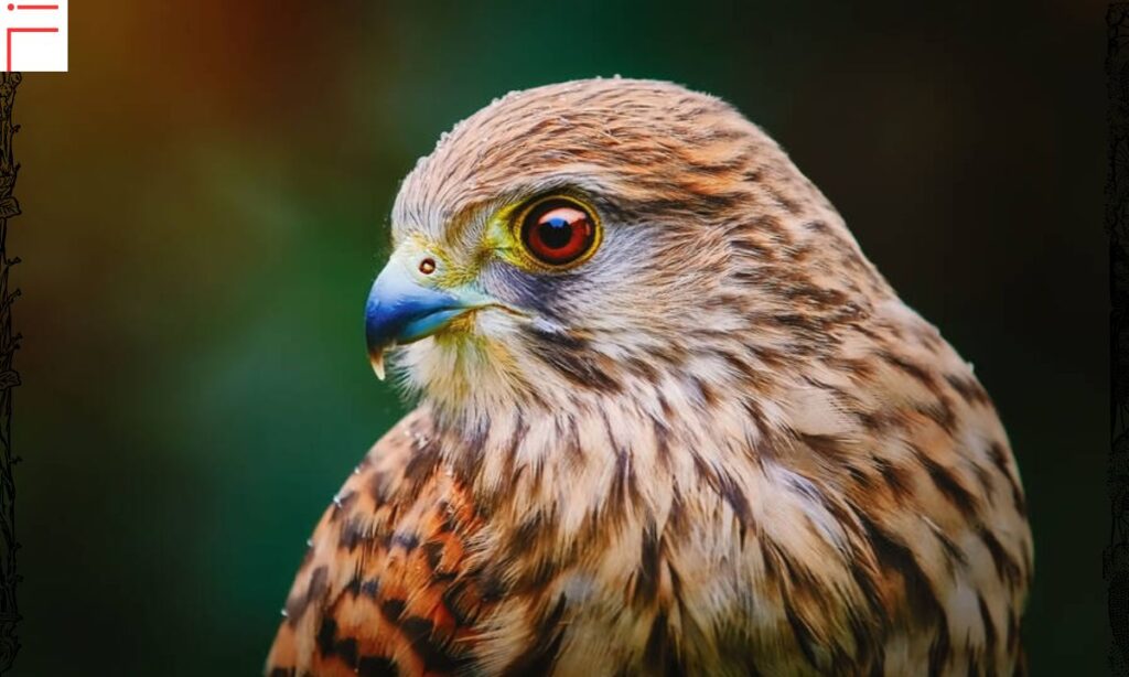 European Kestrel facts