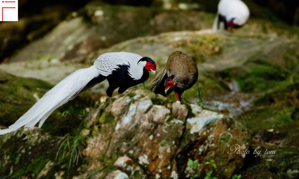 Silver Pheasant 101:Aviculture and Human Interaction