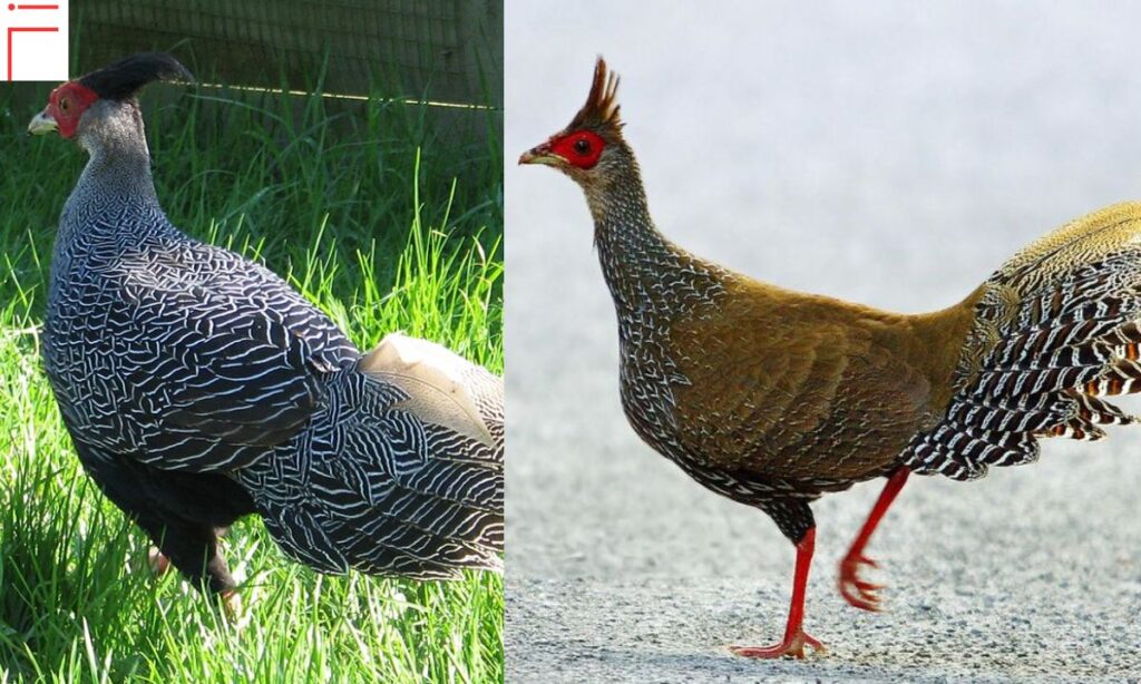 Silver Pheasant 101:Physical Description and Dimorphism